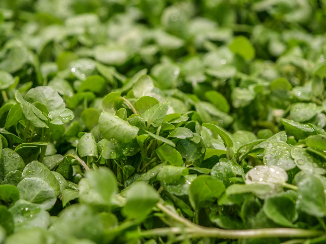 Leafy Greens Ranked: From Powerhouse Picks to Everyday Staples