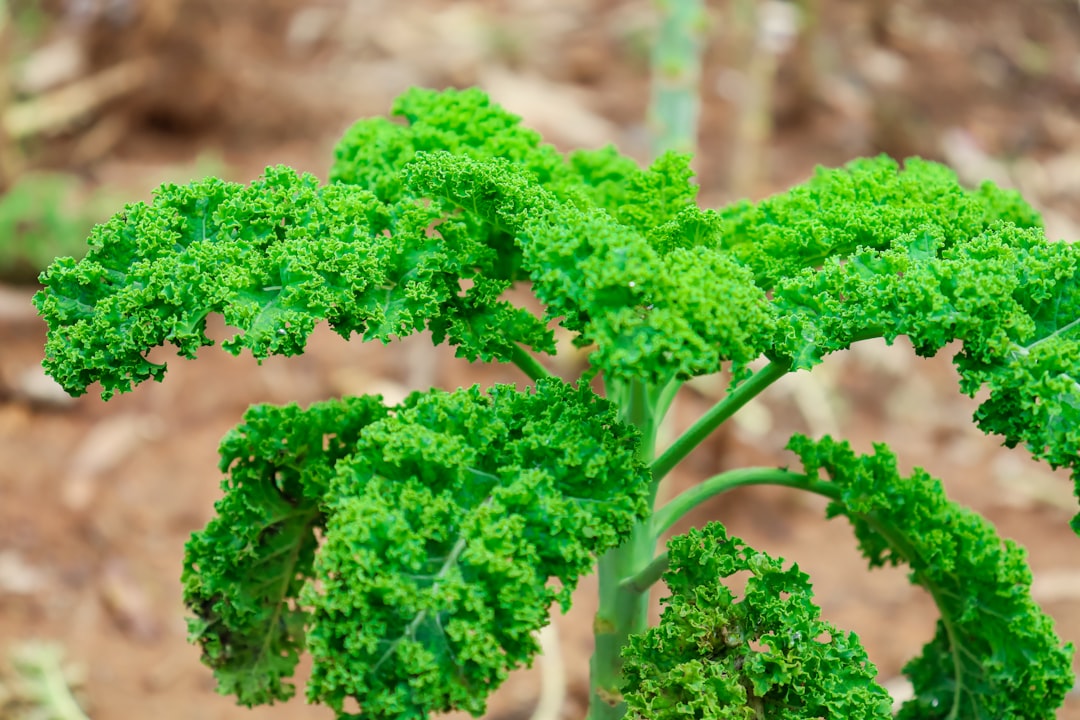 Top 10 Mineral-Rich Veggies Ranked