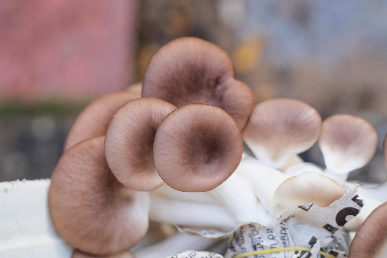 The Best Mushrooms for Health, Ranked Top to Bottom