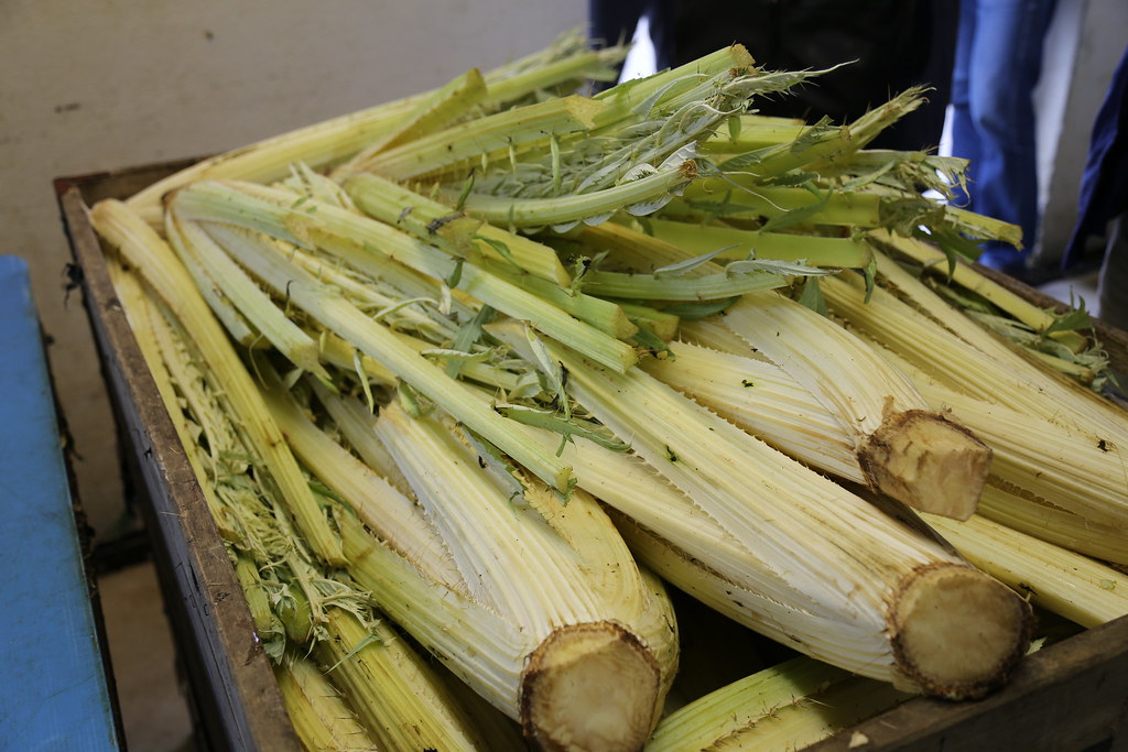 10 Forgotten Vegetables That Deserve a Comeback in Your Kitchen
