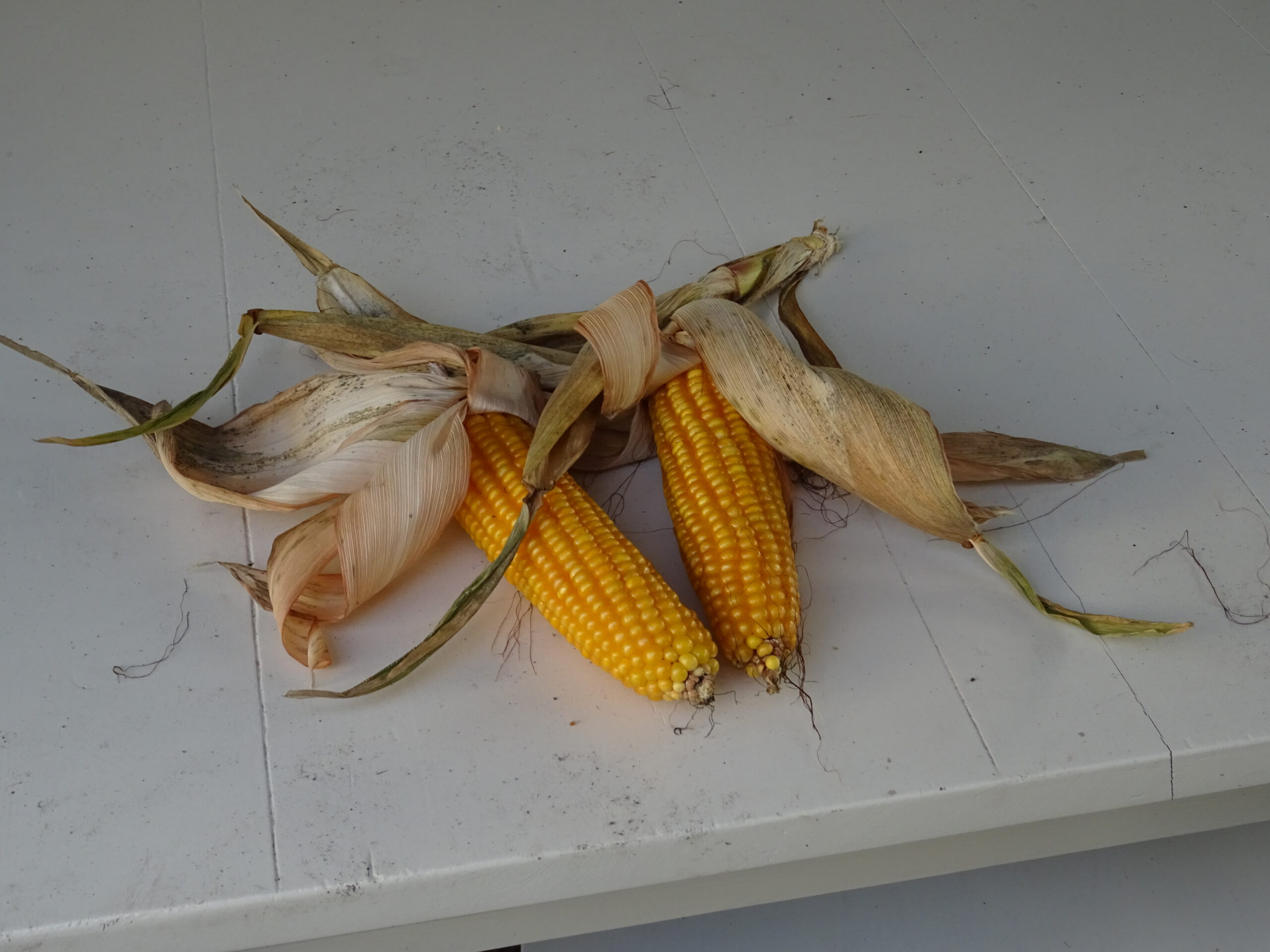 Major Mistakes People Make With Corn on the Cob