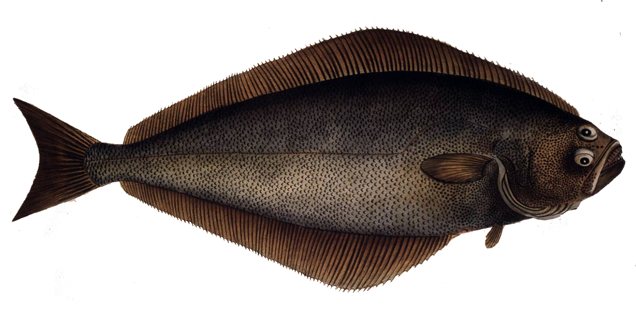 Top 10 Fish Commonly Used In Home Cooking