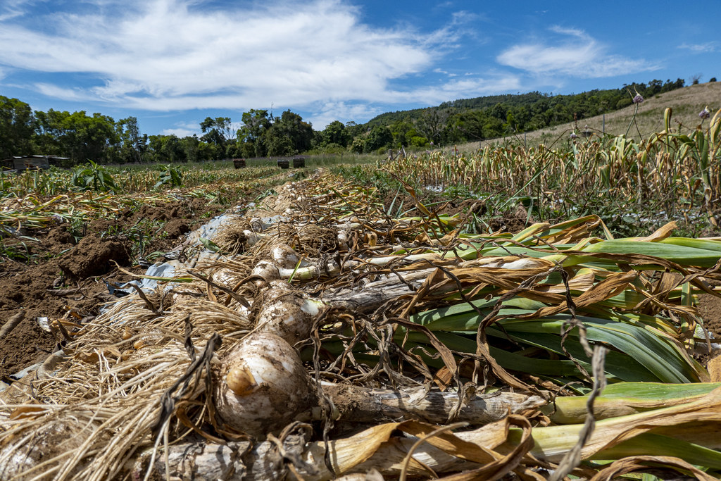 How Garlic Became a Staple in Kitchens Worldwide