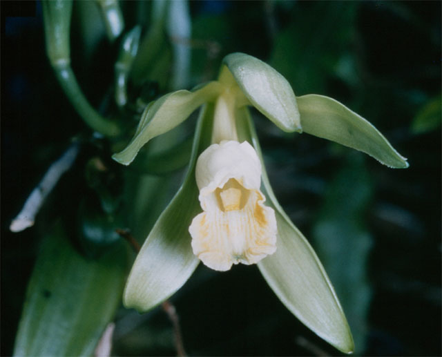 The History Behind Vanilla: More Than Just a Sweet Taste