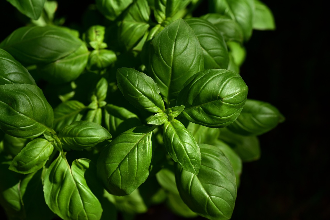 The Role of Basil in Mediterranean Flavor Profiles