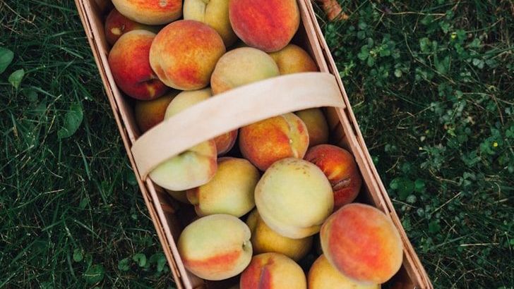 How Professional Chefs Keep Peaches Fresh and Juicy Every Time