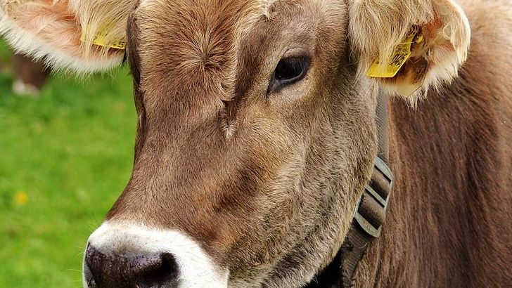 Which Country Produces The Most Beef In The World?