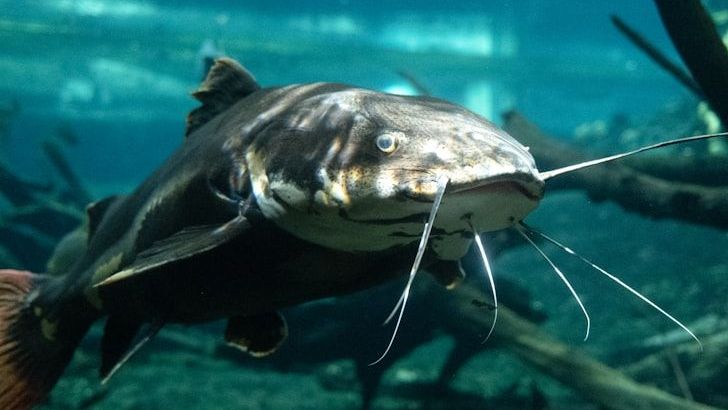 The Healthiest Fish Ranked From Least To Most Nutritious