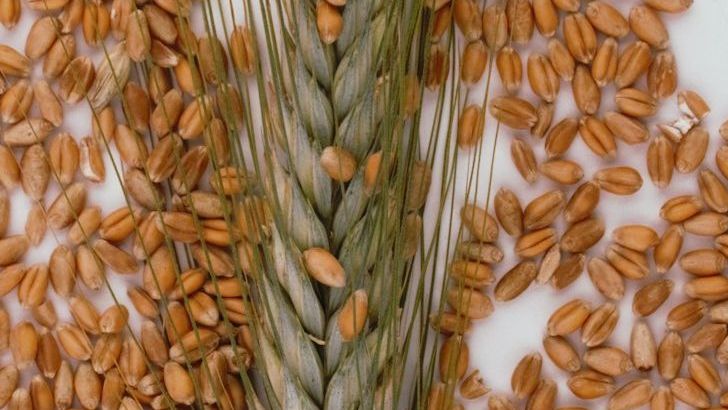 Understanding the Difference Between Whole Grains and Refined Grains
