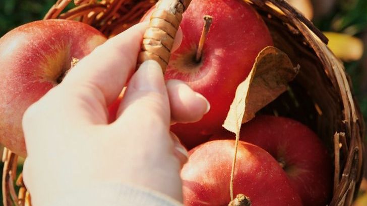 Seasonal Produce Guide: What to Buy Fresh in September