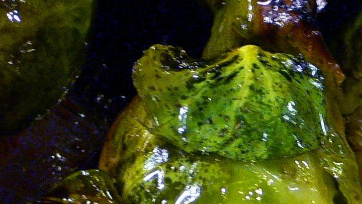 Side Dishes in Restaurants That Often Surpass the Entrées