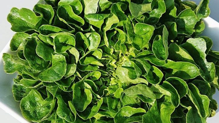 How to Keep Salad Greens Crisp and Fresh