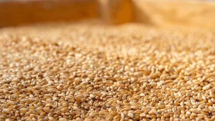 How To Store Bulk Grains Without Losing Freshness