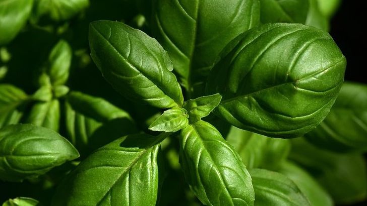 How to Store Fresh Herbs Properly to Keep Them From Wilting