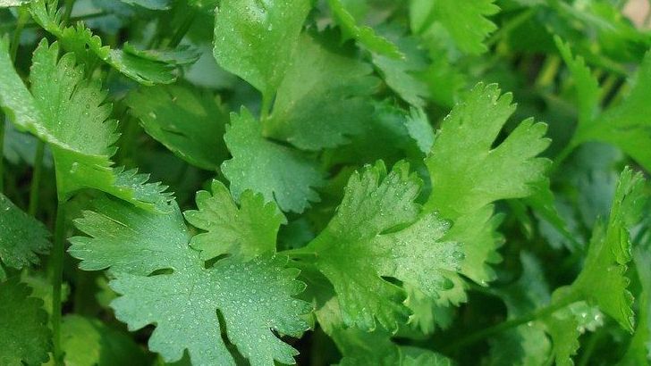 9 Simple Herbs That Home Cooks Can Grow For Fresh Flavor