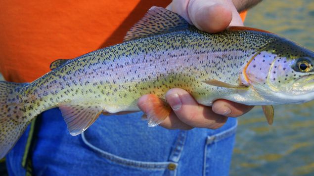 9 Fish Varieties Fishermen Keep for Their Own Families
