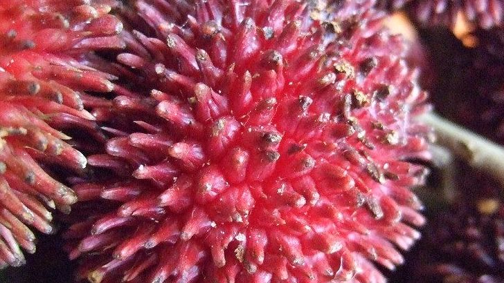 12 Rare Fruits You've Probably Never Tried - Agricultural Scientists Say