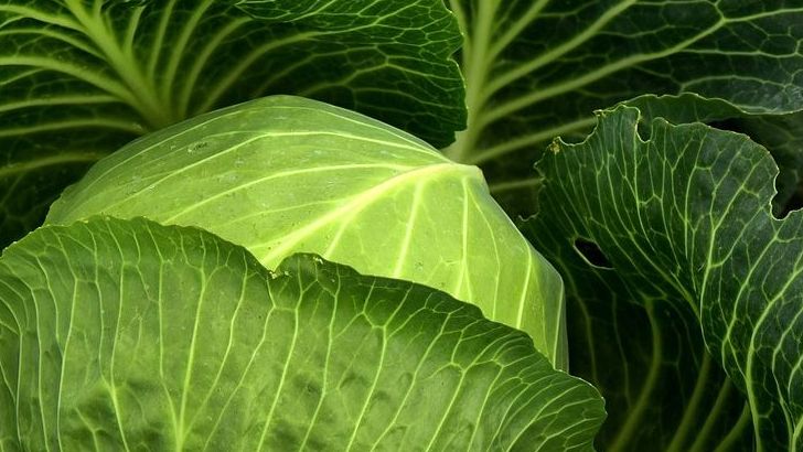 8 Cheap Vegetables That Pack Major Nutrition - Health Researchers Reveal