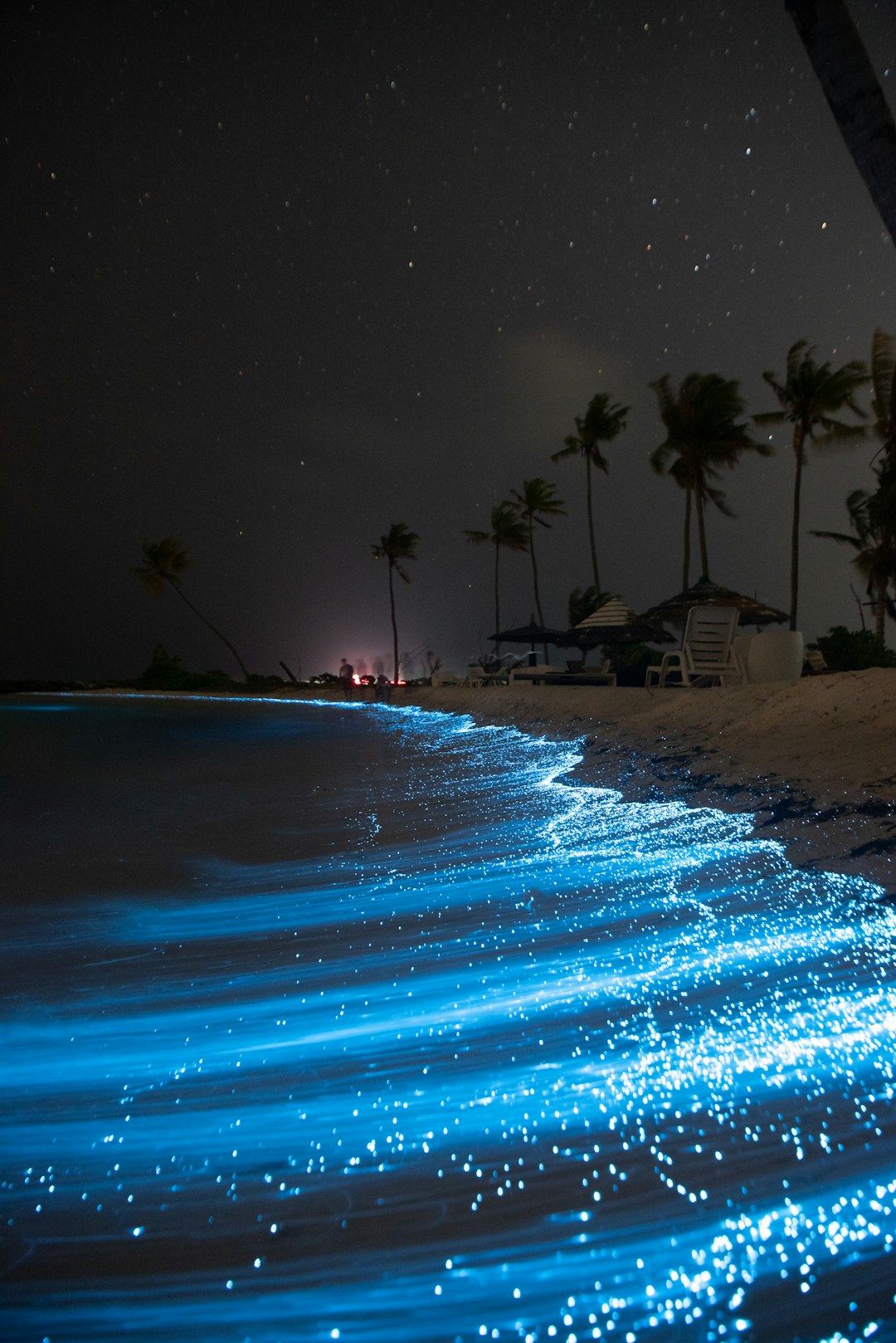 Glowing sugars show how microbes eat the ocean's carbon