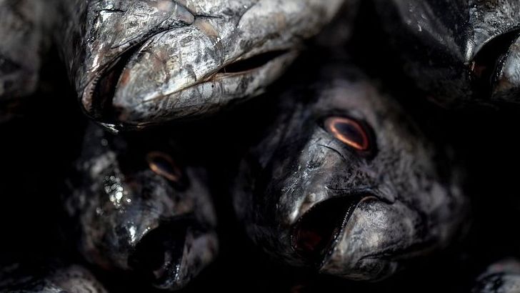 When Seafood Goes Plant Based: The Future of Fish on Your Fork