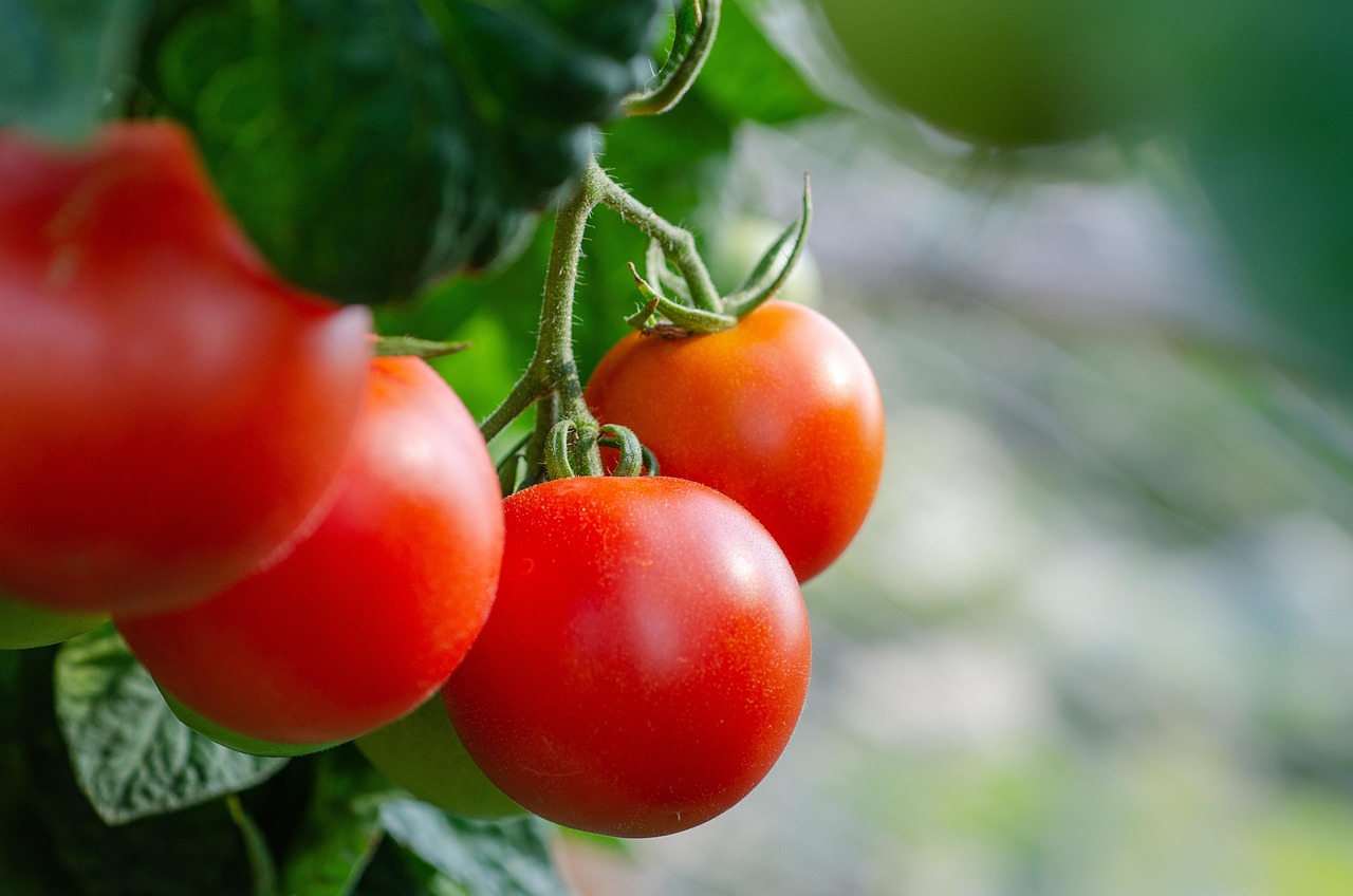 Italy’s Tomato Processing Industry Closes 2025 Campaign with 5.8M Tons