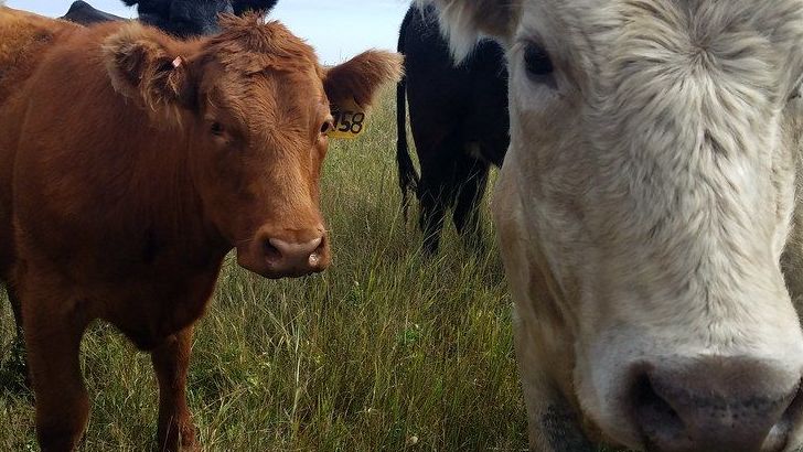 Heritage Meats and Rare Breeds: The Rise of Rediscovered Proteins