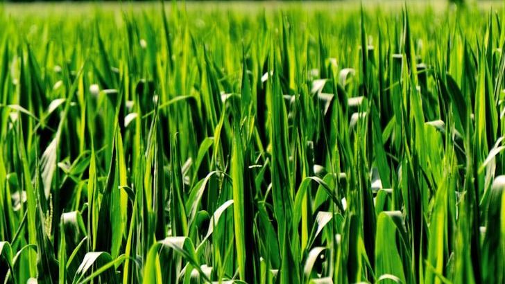 How Regenerative Farming Is Changing What's on Your Plate