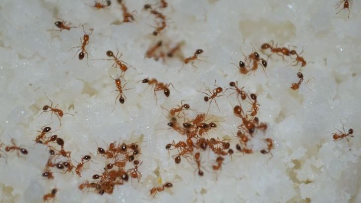 6 Leftovers You Should Never Reheat Or Mix (But Families Still Do It)