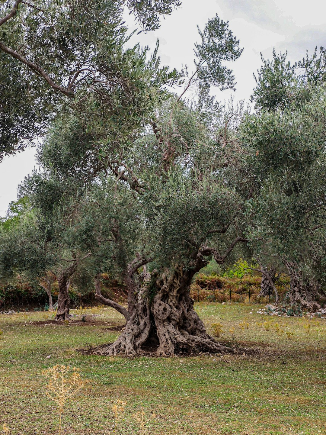From California to the Mediterranean, Olive Tree Rescuers Restore More Than Oil