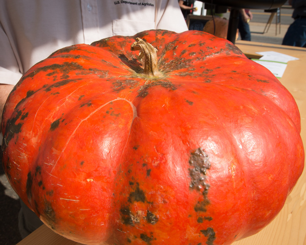 Eight Vegetarian Recipes for Pumpkin