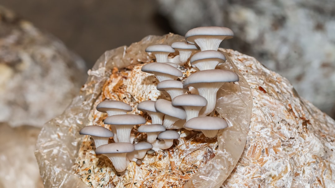 Functional Fungi Fuel Next Wave of Food Innovation