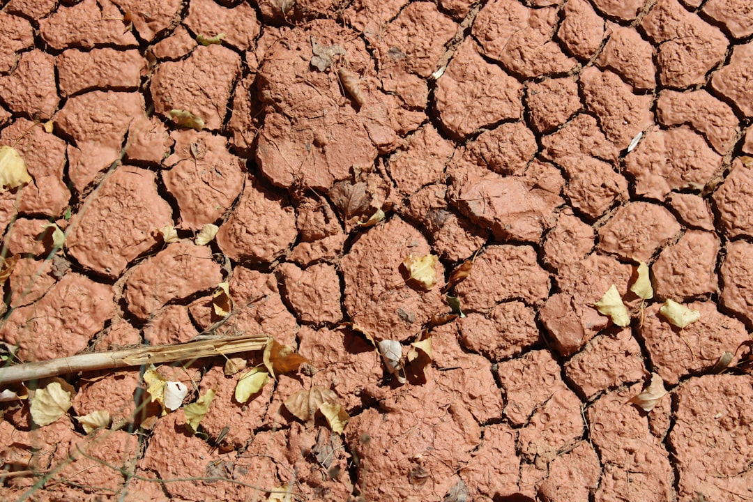 Soil microbes remember drought and help plants survive