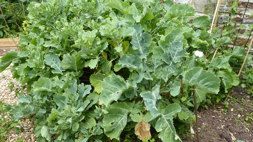 8 Forgotten Veggies That Taste Better Than Whole Foods' Best