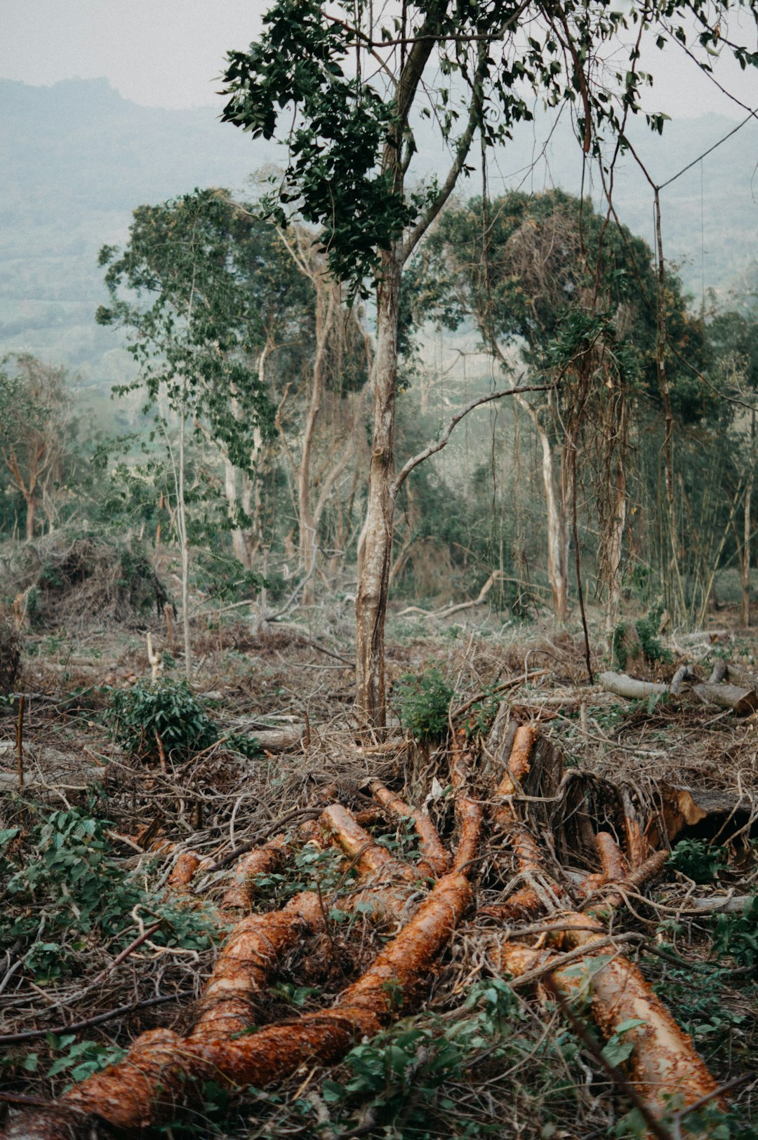 NGO links chocolate giants to deforestation in Liberia