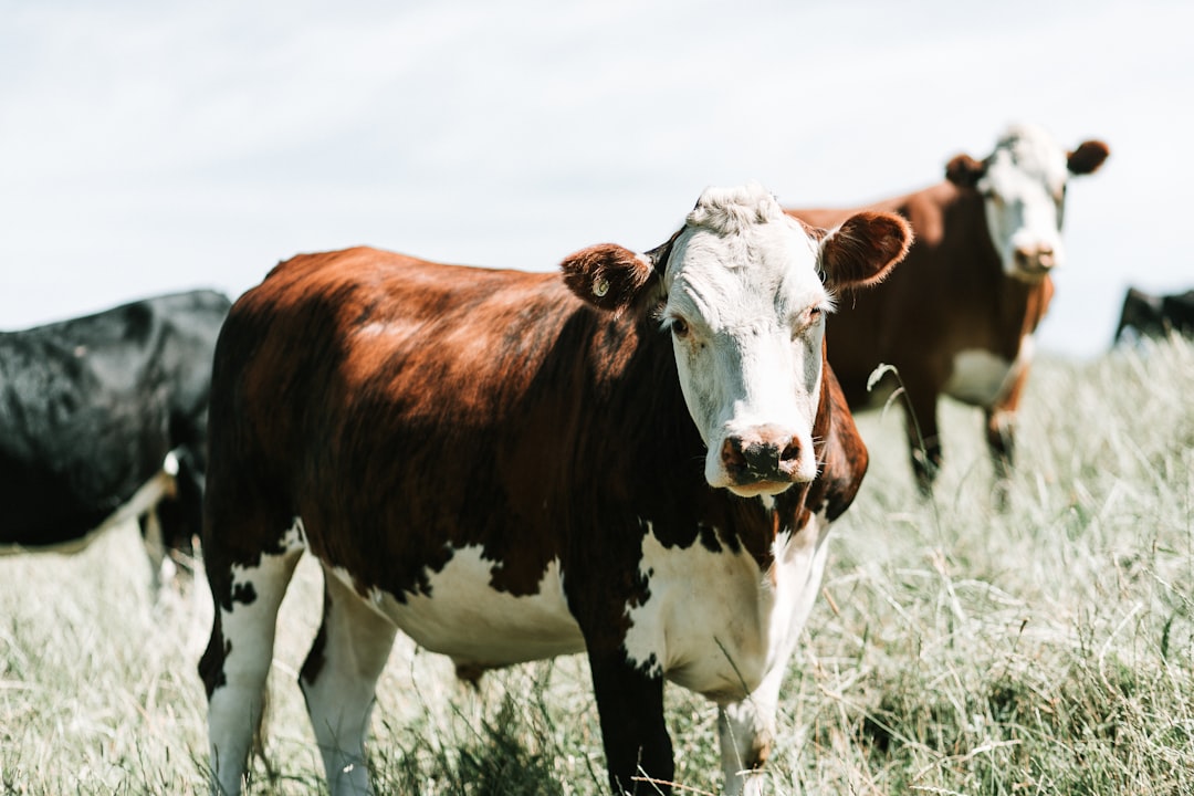 Global beef production set to decline again in 2026 – Rabobank