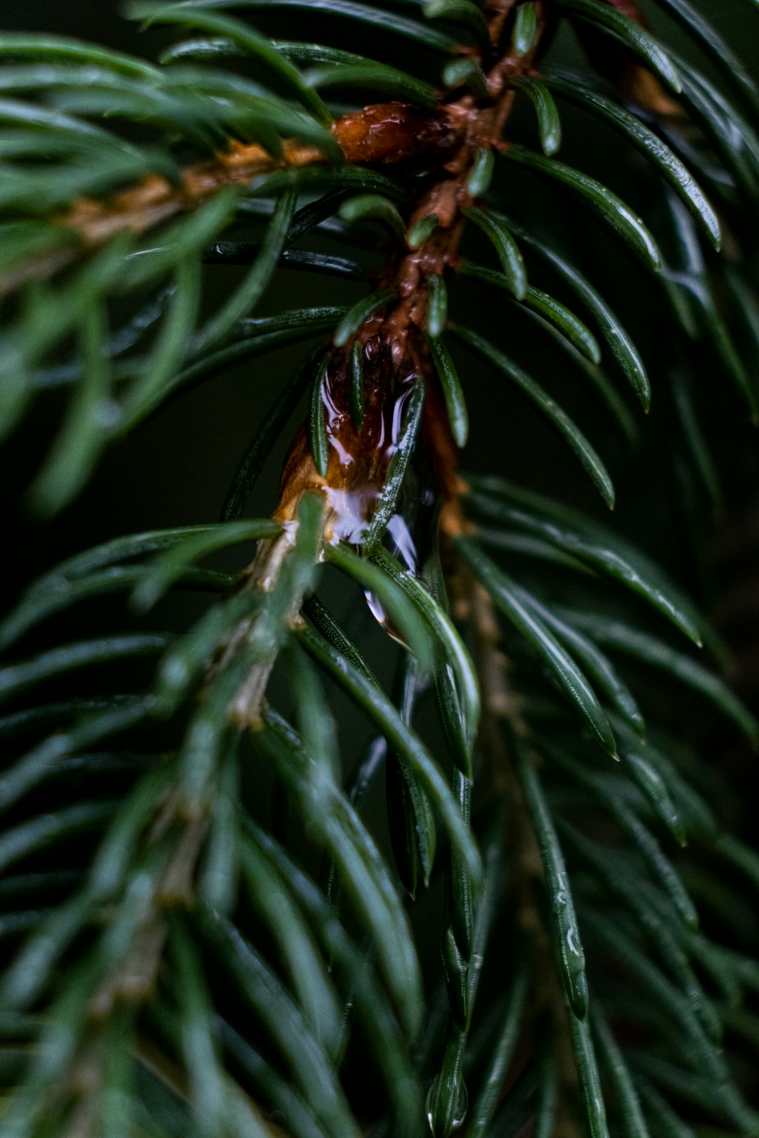 Torani Names Forest Pine as 2026 Flavor of the Year