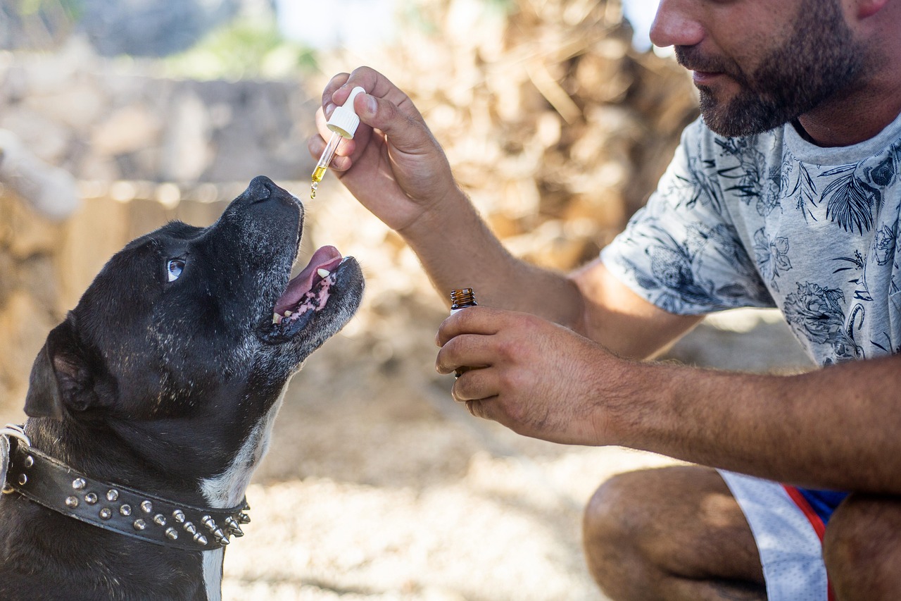 Scientists studied 47,000 dogs on CBD and found a surprising behavior shift