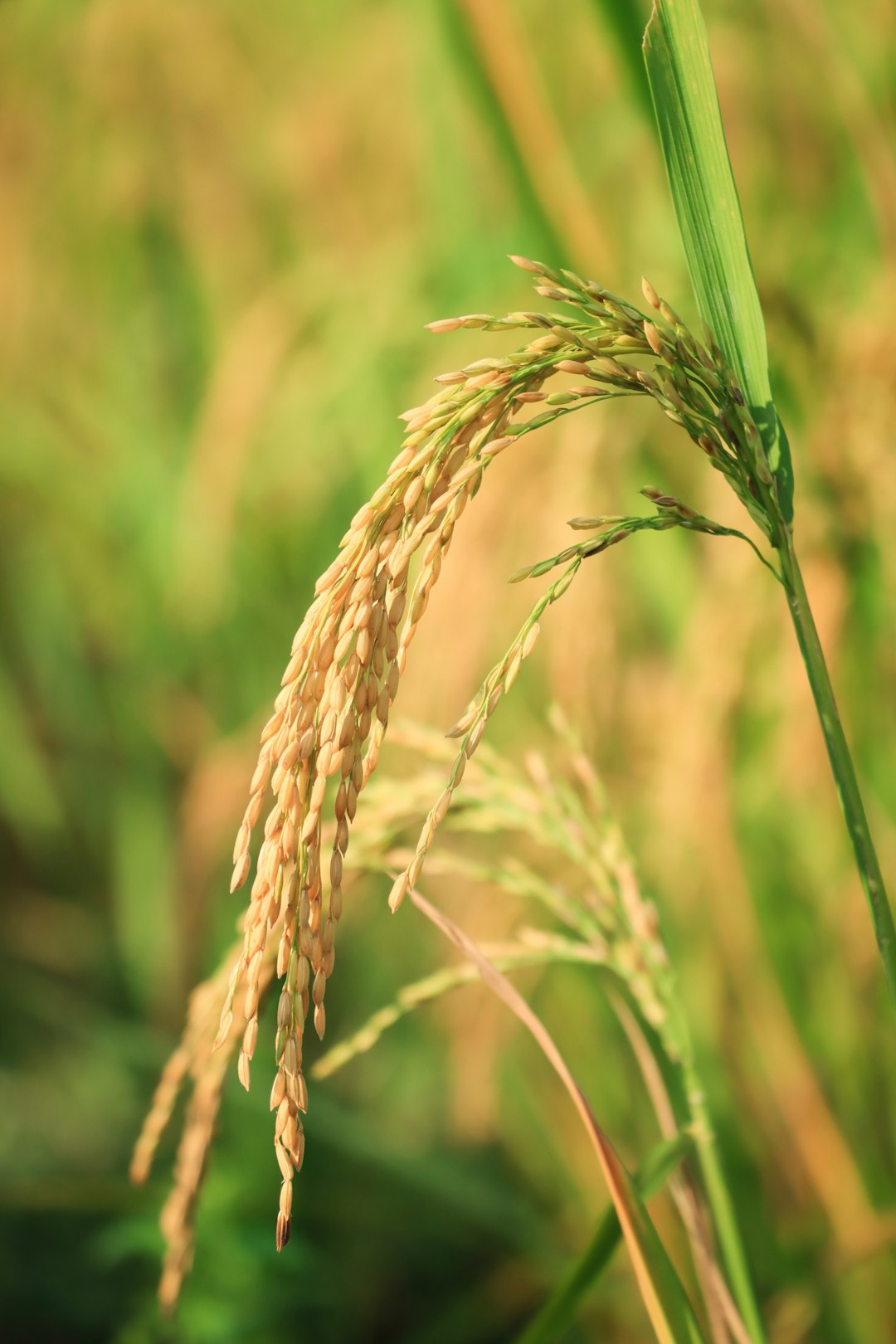 New Coalition Invests in More Resilient Rice Farming