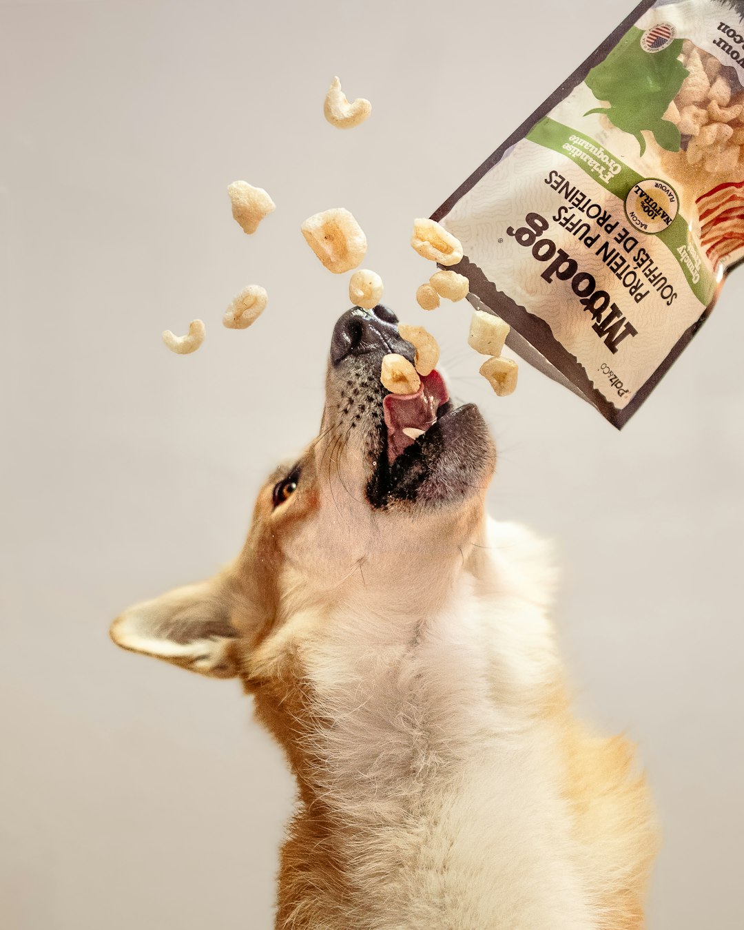 Consumers complain of plastic in dog food; recall initiated