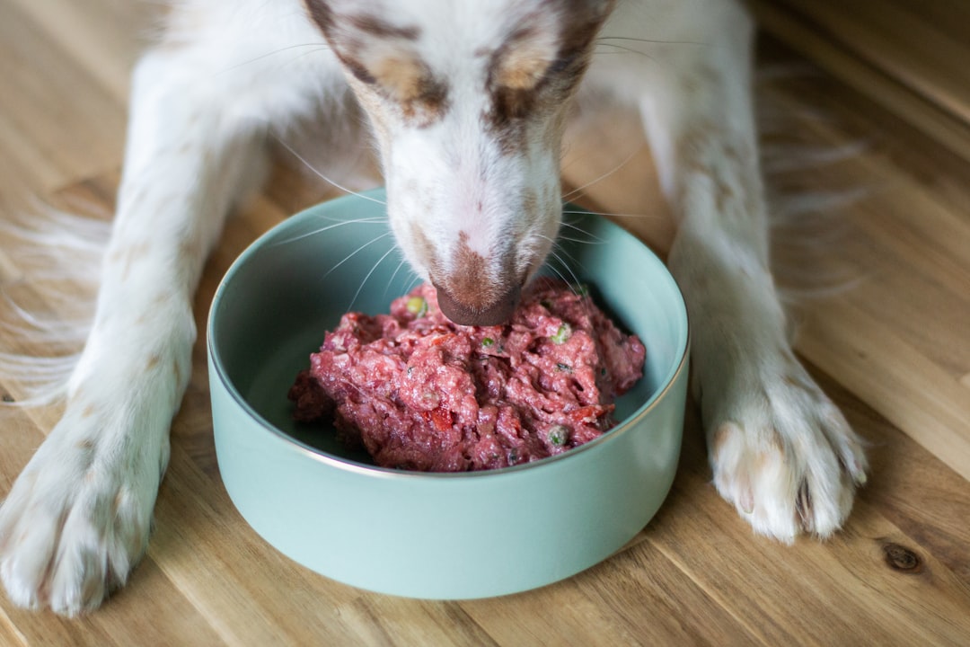 FDA increases enforcement on imported pet treats because of Salmonella