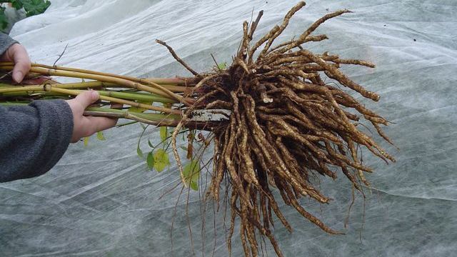 Lost Vegetables: 5 Ancient Crops That Disappeared from Modern Farming