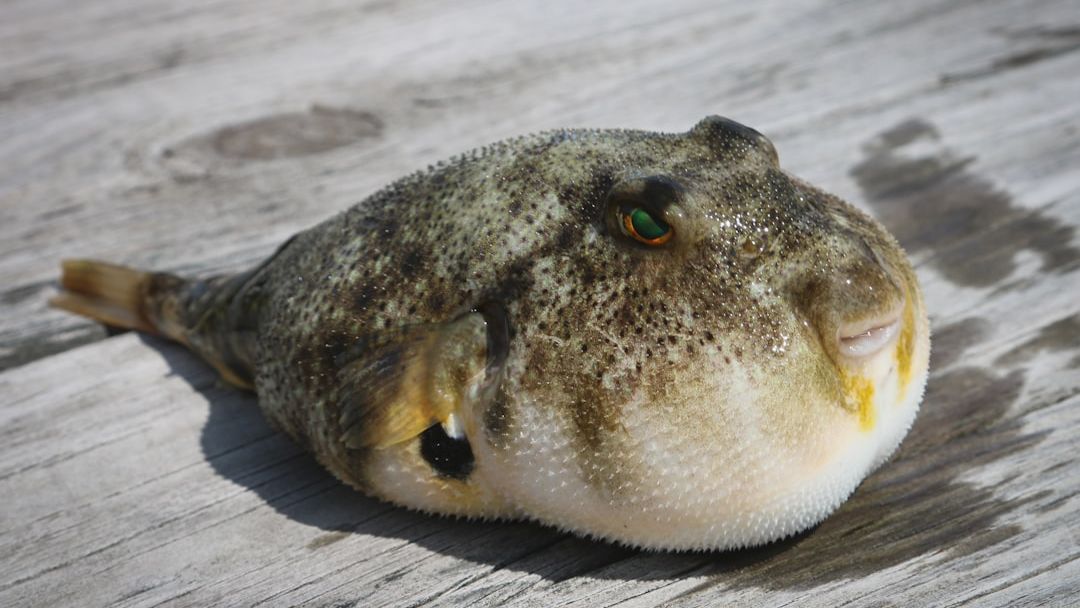 Dining with Death: 8 Delicacies That Can Kill You If Prepared Incorrectly