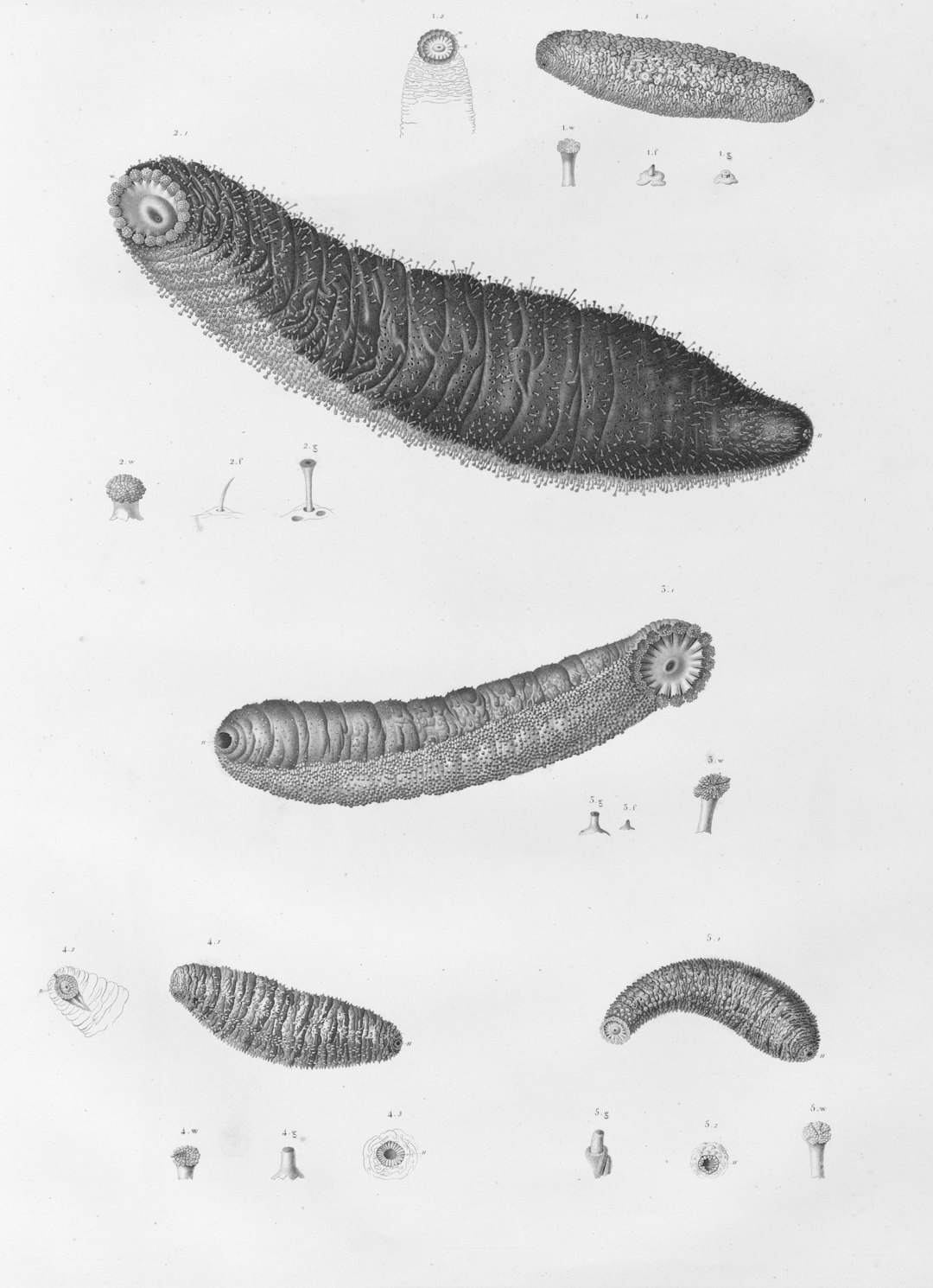 FAO meeting puts focus on parasitic worm problem