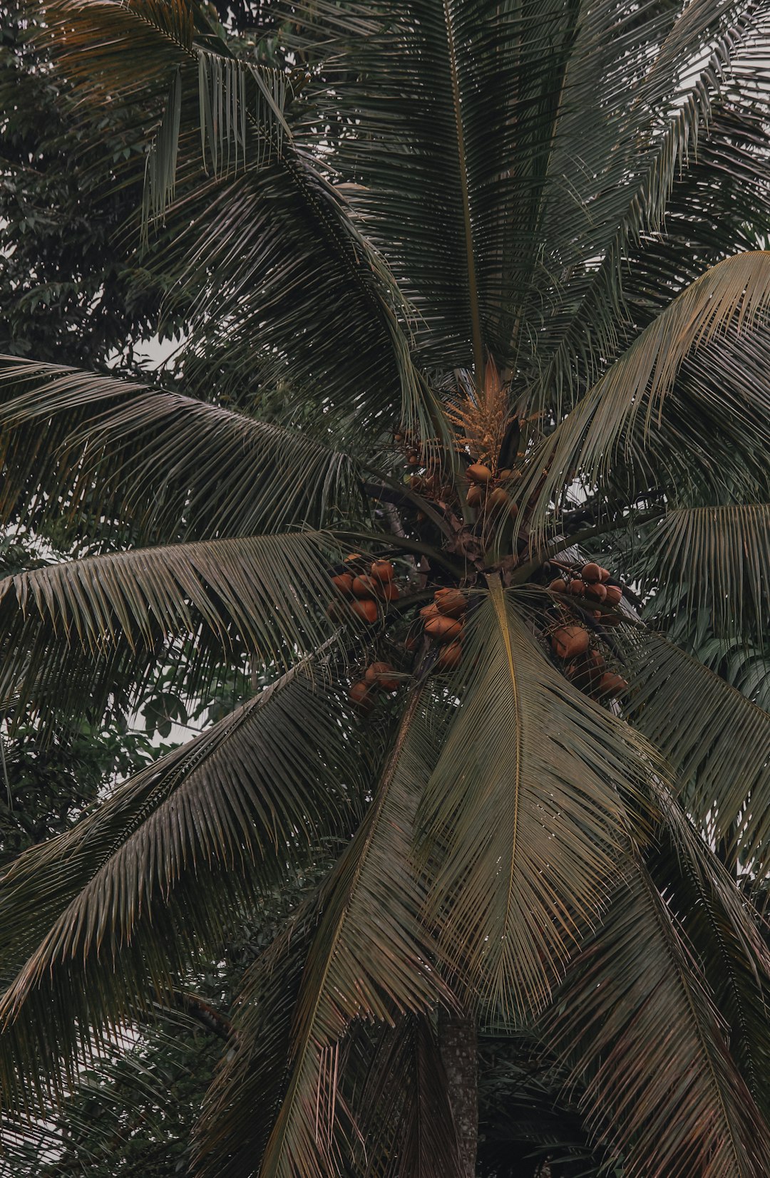 Mondelez called out by environment body over cocoa, palm oil sourcing