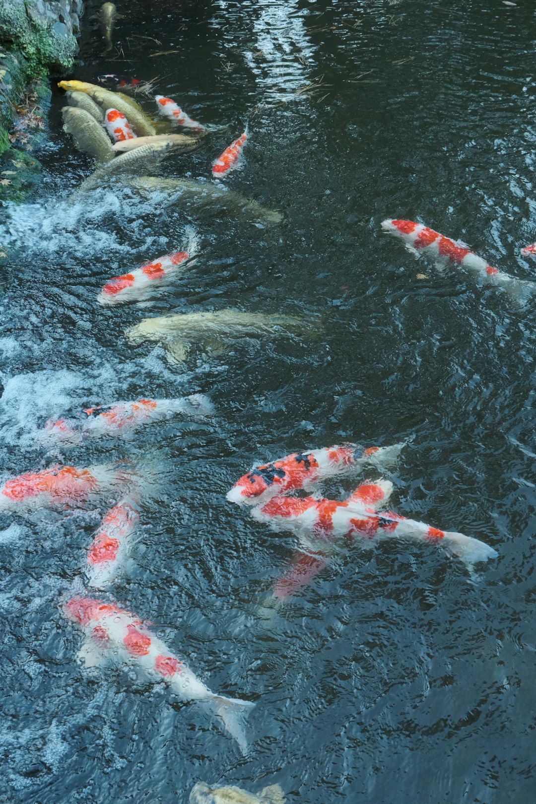 Japan’s Nissui snaps up Chilean salmon business Pesquera Yadran