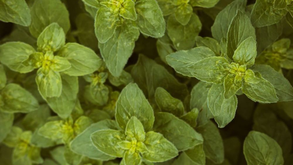 8 Herbs You Can Buy Once and Regrow Forever in a Glass of Water