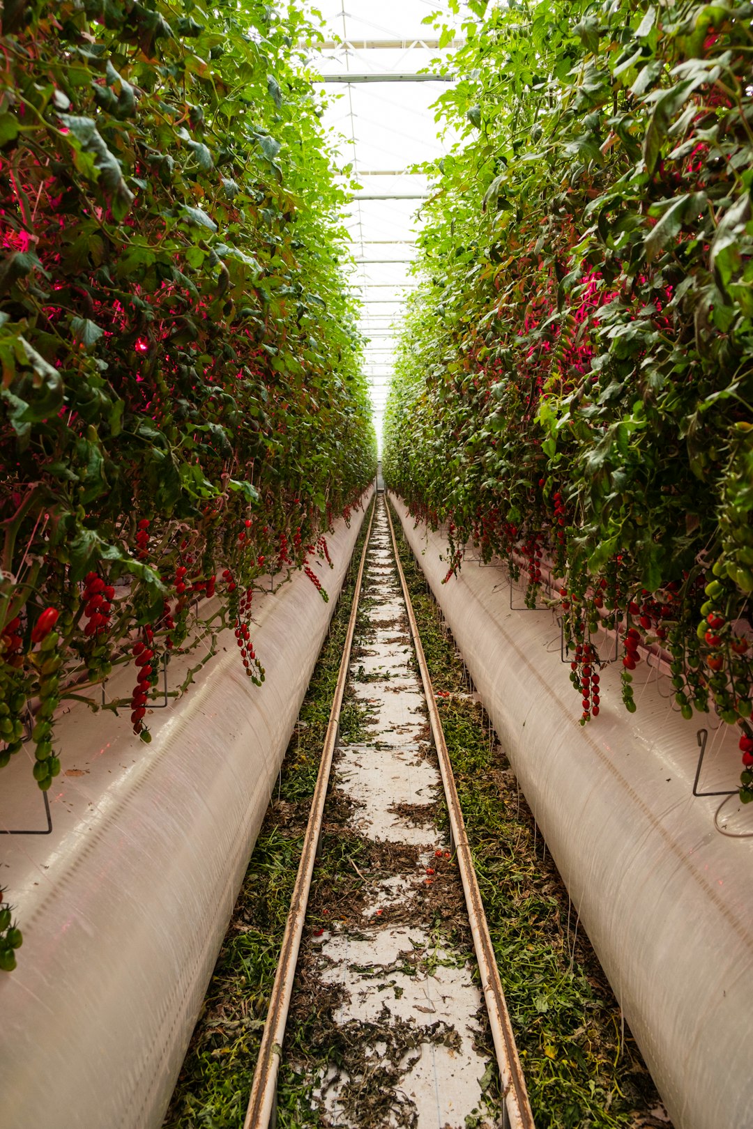 AeroFarms to close Virginia vertical farm as funding dries up