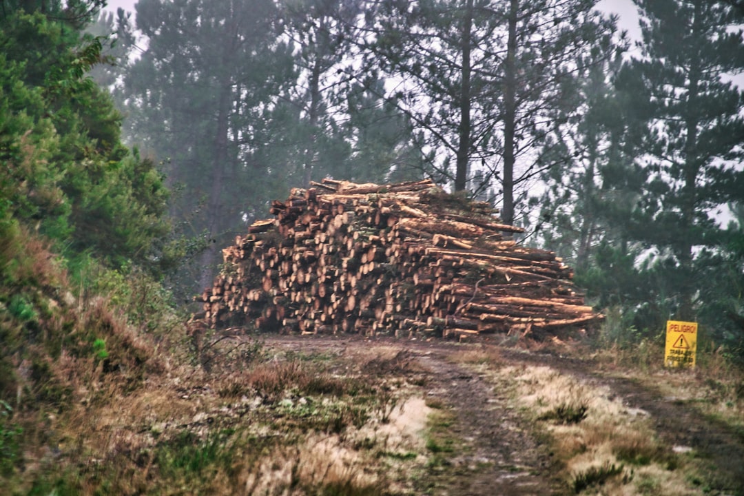EU member states back delay to deforestation law