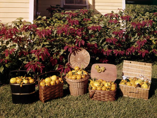 These 10 Food Gift Ideas Were Hand-Picked by the Eater Staff