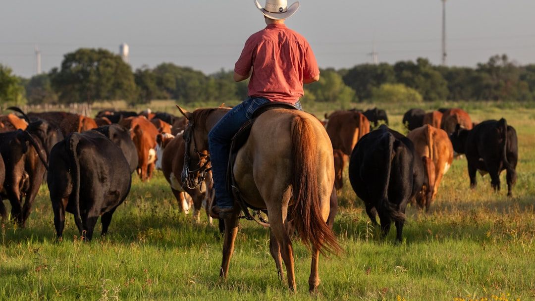 American Ranchers Face Growing Trouble As Beef Prices Hit Record Highs